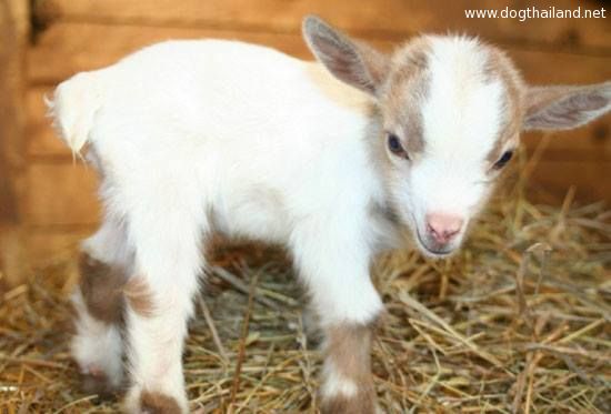 Cute baby goat ลูกแกะน่ารักๆ รวมภาพสัตว์โลกน่ารัก