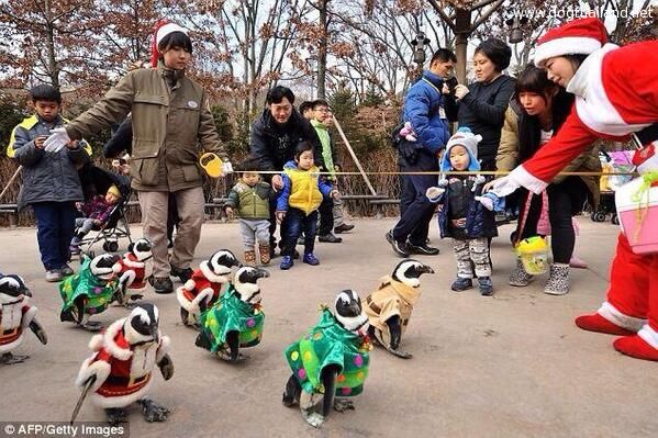 ซานต้า ,, เพนกวิน. พร้อมแล้ว