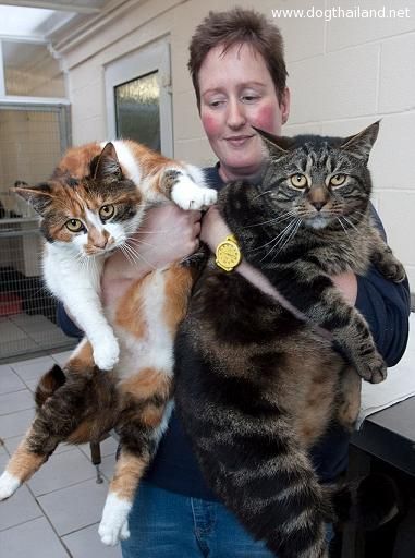 แมวอ้วน นี่แมวหรือหมูเนี้ยะ รวมภาพแมวอ้วน