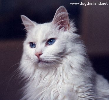 turkish_angora_cat_1.jpg