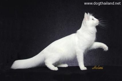 turkish-angora-cat-0.jpg