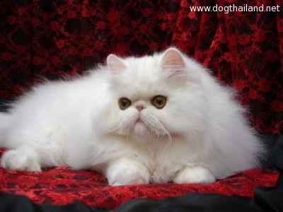 White female Persian2.jpg