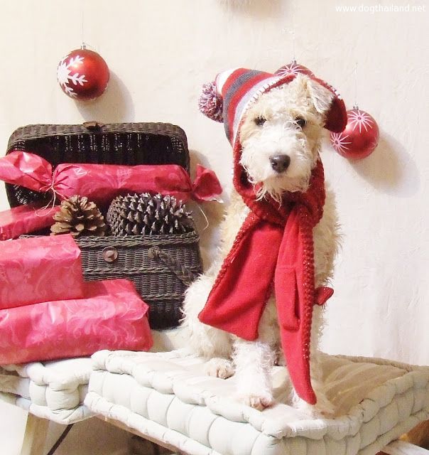 Santa Buddies เสื้อผ้าสุนัขคริสต์มาส สังสรรค์วันคริสต์มาส ปีใหม่ แฟชั่นนี้ คัดภาพระดับ 5 ดาว
