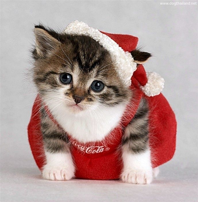 แมวคริสต์มาส แต่งตัวน้องเหมียว สวยแฟชั่นสวยๆ Christmas cats