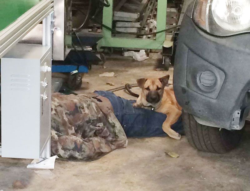 หมานอนเฝ้าศพ ที่ดื่มเหล้าฉลองส่งท้ายปีเก่า จนเมาหกล้มหัวฟาดพื้นเสียชีวิต อย่างน่าสงสาร