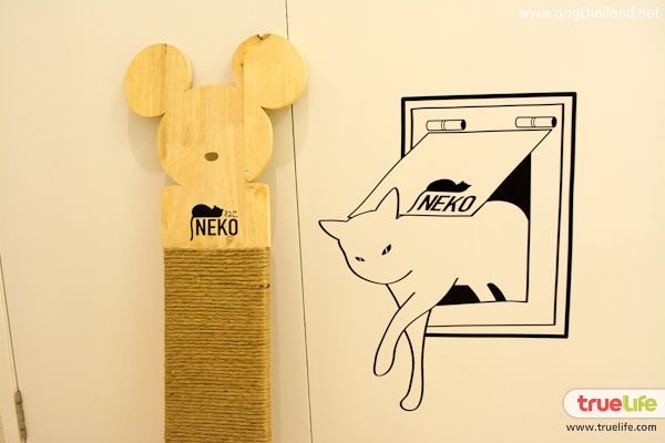 ทาสแมว ต้องร้องกรี้ดด โรงแรมแมวสุดหรู ห้องพักในฝันสำหรับน้องเหมียว