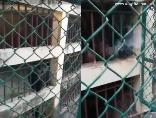 เสื่อม วัยรุ่นเล่นพิเรนทร์ ส่งบุหรี่ให้ลิงสูบ โดนด่าเละ