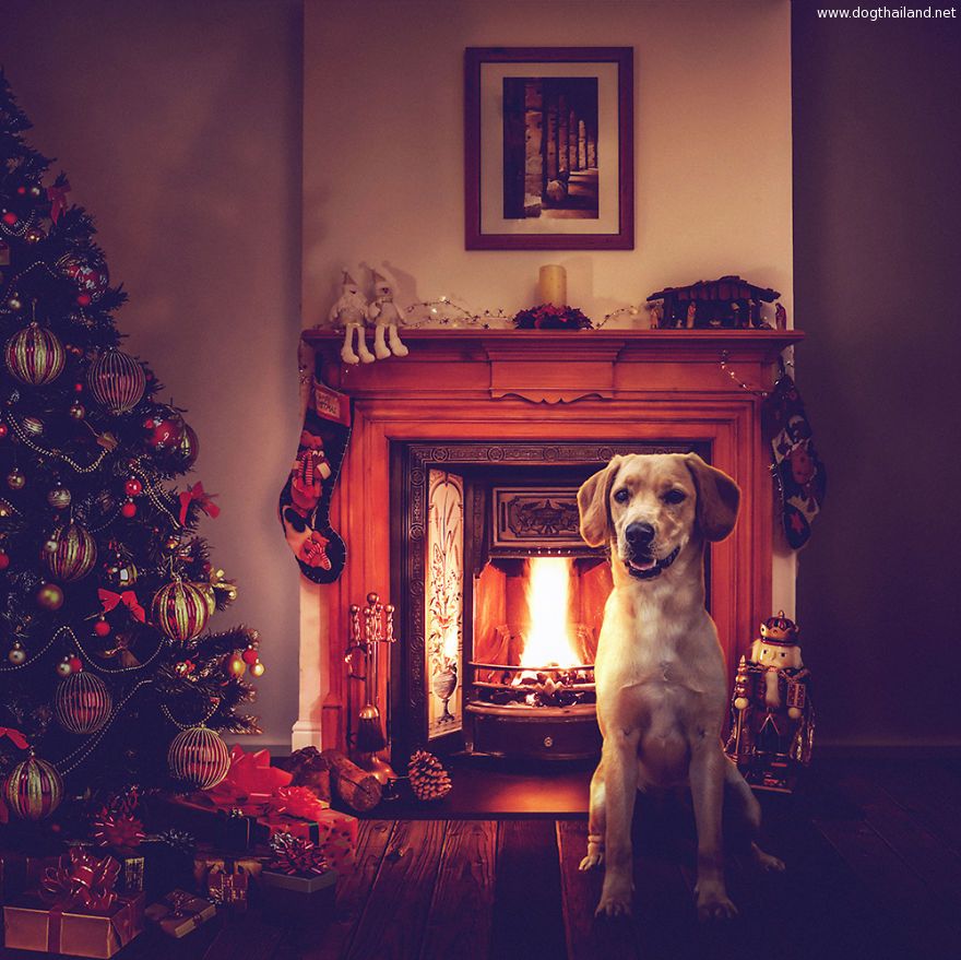 ภาพวาด การ์ตูนน้องหมา สีน้ำ สีน้ำมัน ภาพวาดสุนัขที่สวยมากๆ