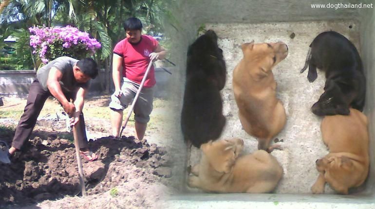 หมาน่ารัก 6 ตัวเล่นซนจนได้เลื่อง ตกท่อน้ำพุ จนต้องให้กู้ภัยช่วย