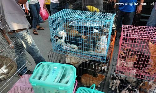 เลวมาก บุกช่วยแมวเกือบ 60 ชีวิต ถูกขังไว้สูบเลือดขาย ให้แมวที่ป่วยเอาเงินบริจาค