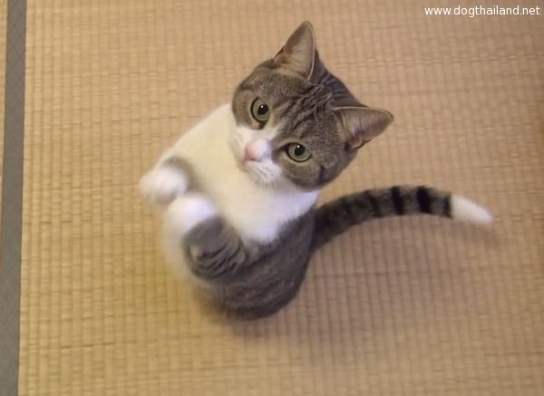 แมวน่ารัก ไหวขอขนมเจ้านาย ได้น่ารักมากๆ
