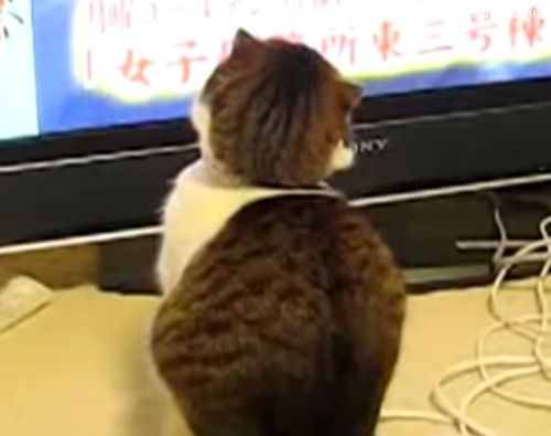 เมื่อแมวน่ารักดูทีวี หันมามีดราม่า ดูทำหน้าตา