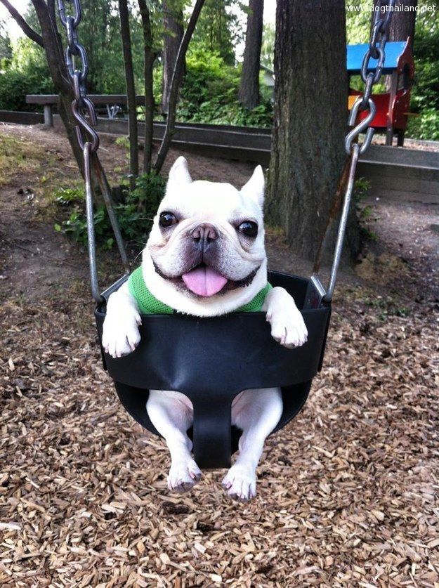 ภาพหมาน่ารัก สุนัขน่ารักนั่งชิงช้า ได้อย่างน่ารักน่าชัง รวมภาพน่ารักน้องหมา