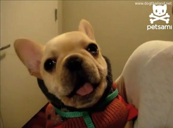 คลิปสุนัขน่ารักๆ น้องหมาอัจฉริยะ บอกรักภาษาคนได้  Talking dog says "I love you"
