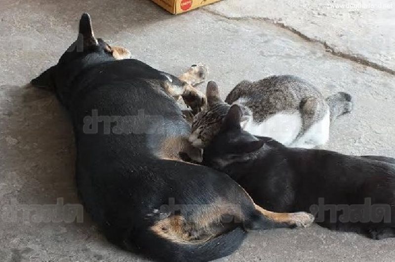 ภาพสุดซึ้ง!! แม่หมาใจดี-เลี้ยงลูกแมวด้วยนมตัวเองหลายคอก แถมคอยปกป้องอันตราย