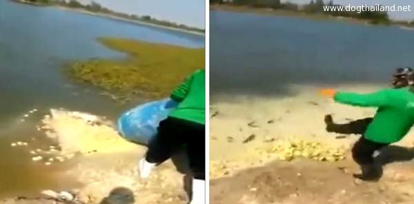 ให้อาหารปลาด้วยลูกเจี๊ยบเป็น ๆ เข้าข่ายผิด พ.ร.บ.ทารุณกรรมสัตว์ โหดมาก