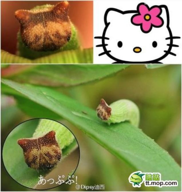 " Hello Kitty Caterpillar " หนอนผีเสื้อ หน้าตาคล้ายคิตตี้ น่ารักไหม