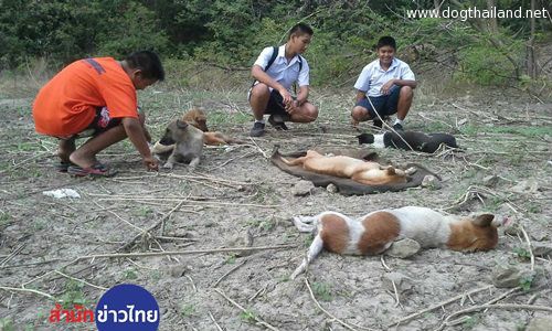 ช่วยสุนัข 10 ชีวิตถูกวางยาสลบทิ้งอุทยานหินเขางู เลวมากจริงๆ