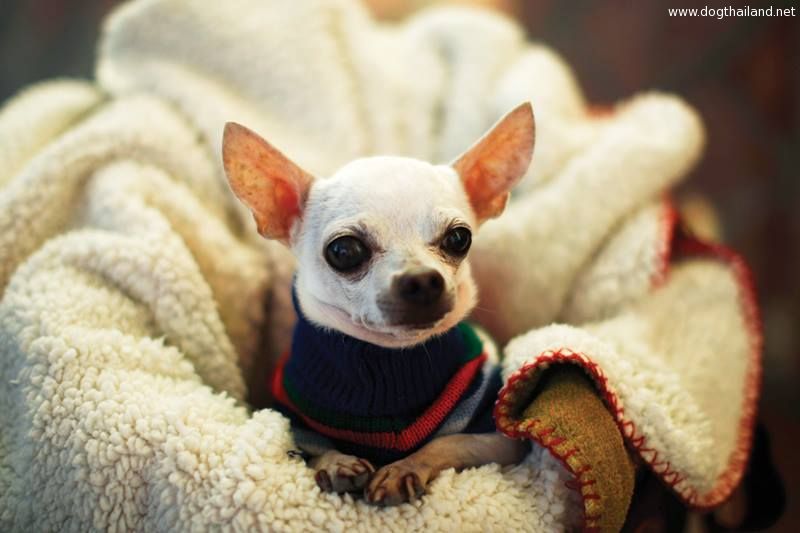 ผู้คนจำนวนมากพาสุนัข และสัตว์เลี้ยงของตน ใส่ตะกร้า ล้างบาปให้เนื่องในวันเซนต์ แอนโธนี