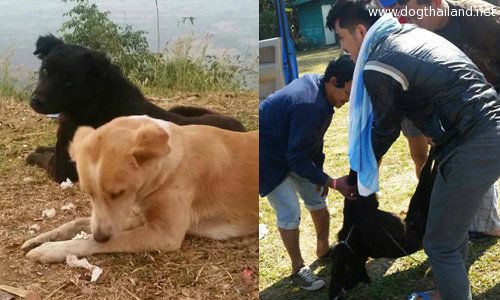 เด้ง! หัวหน้าหน่วยพิทักษ์ป่า เซ่นยิงหมาตายในอช.ทับลาน