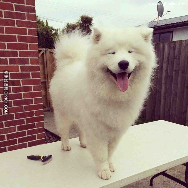 น้องหมาเซเลบตัวใหม่  Samoye ดังแค่ไหนดูจากความน่ารักเล้ย