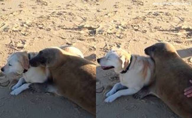 สัตว์โลกน่ารัก เพื่อนรักต่างสายพันธ์ หมา กับ แมวน้ำ ก็เป็นเพื่อนกัน น่ารัก มีคลิป