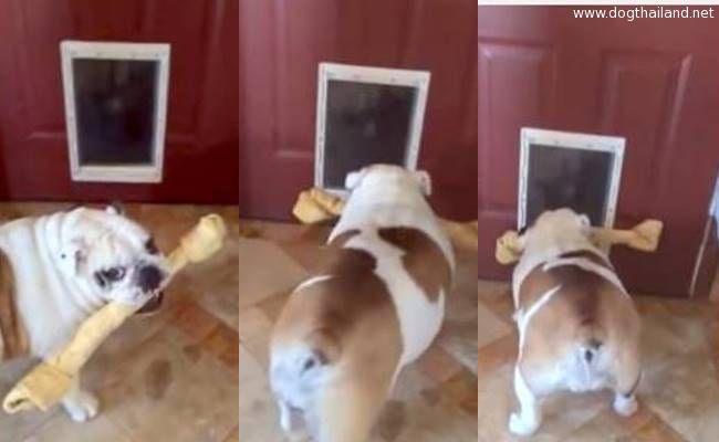 เมื่อกระดูกมันชิ้นใหญ่กว่าประตู แล้วเจ้าหมาบลูด๊อก จะทำอย่างไร! มีคลิป