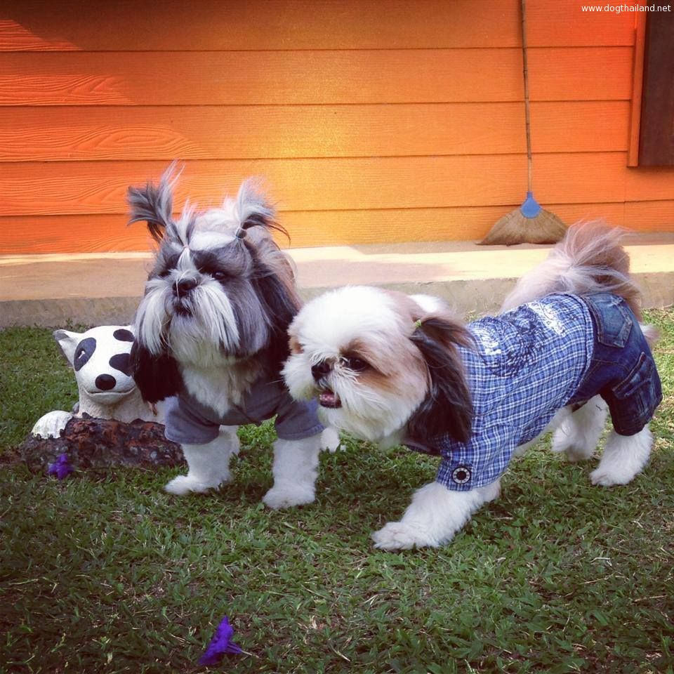 เสื้อยีนส์ เอี้ยม แจ็คเก็ต สำหรับน้องหมา เนื้อผ้าดี ราคาไม่แพงมีทั้งพันธ์เล็ก และใหญ่