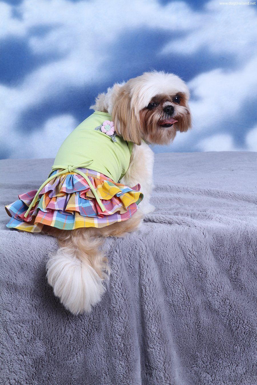 กระโปรงลายน่ารักๆ สำหรับน้องหมา แมว พันธ์เล็ก น้องหมาตัวโต สวยๆ ดีไซส์ดี