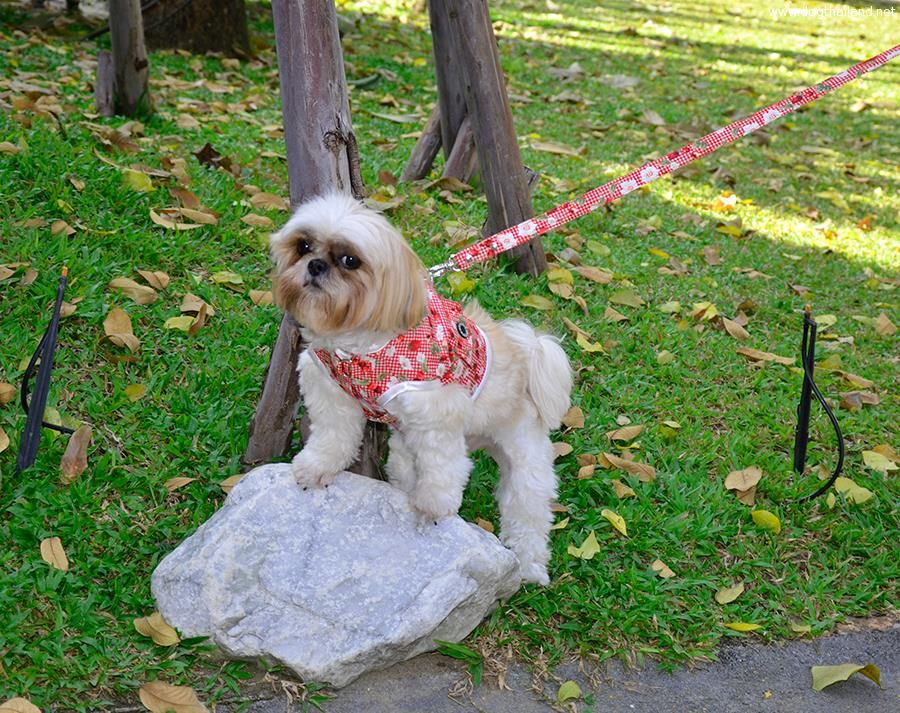 สายจูงสุนัข รัดอกสุนัข ปลอกคอสุนัข ลายเกร๋ๆ สวยแฟชั่นๆ ราคาไม่แพงจากนอก