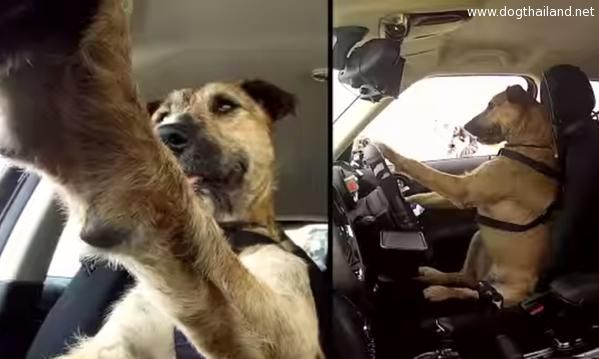 Meet Porter หมาขับรถยนต์ได้เว้ยเห้ย คนแห่ชมคลิปเพียบ