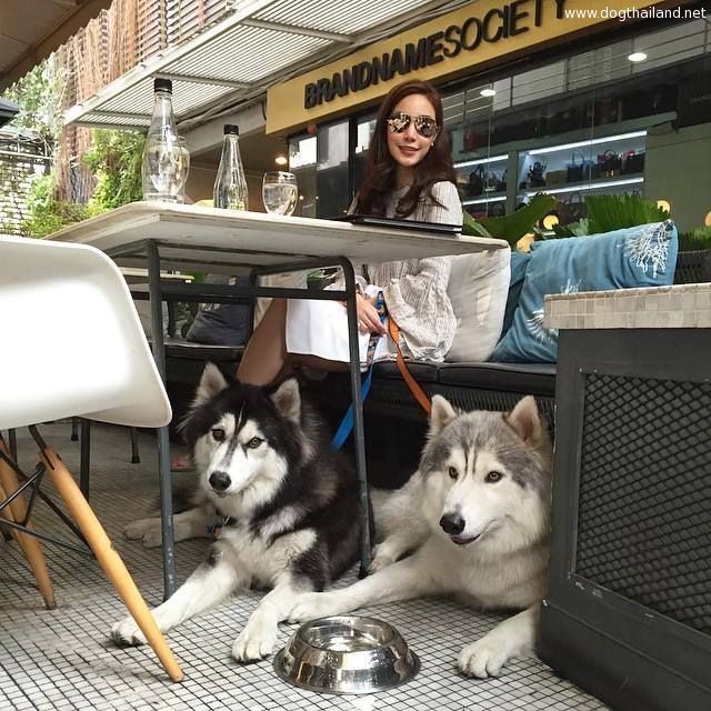 หมาดารา บอดี้การ์ด พิชชี่ ไซบีเรียนฮัสกี้ (Siberian Husky) นารักไหม??
