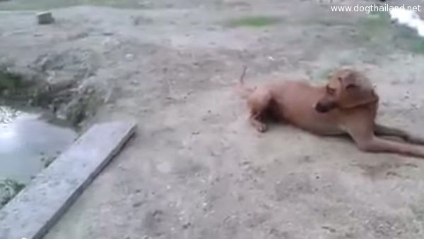 คลิปสุนัขแสนรู้โดดน้ำช่วยเจ้าของ หลังเจ้าของแกล้งจมน้ำ