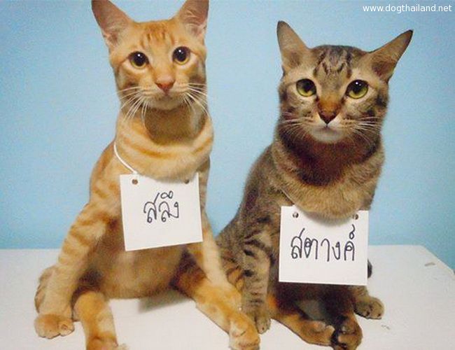 แมวน่ารัก สลึง-สตางค์!! ถึงจะเป็นแมวพิการ แต่ดังมากๆในโลกโซเซียล ทาสแมวยอมแพ้