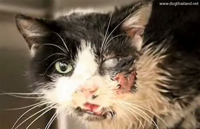 แมวเหมียวโผล่จากหลุม หลังโดนฝังไปแล้ว 5 วัน สุดยอดมากๆ