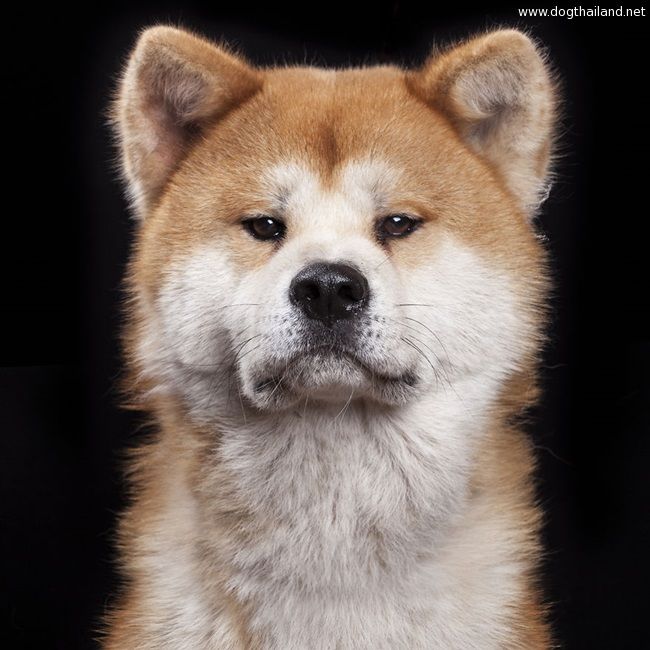 มาดูน้องหมาน้องแมว เซลฟี่ หน้าตรงๆ กัน