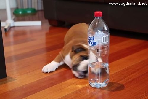 คลิปฮาเฮ น้องหมาบลูด็อกทะเลาะกับขวดน้ำ น่ารักอะ