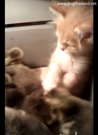 คลิปน้องแมว พยายามบุก รังนอนลูกเป็ด ทำให้เกิดเรื่องน่ารักขึ้น อ๊ายย
