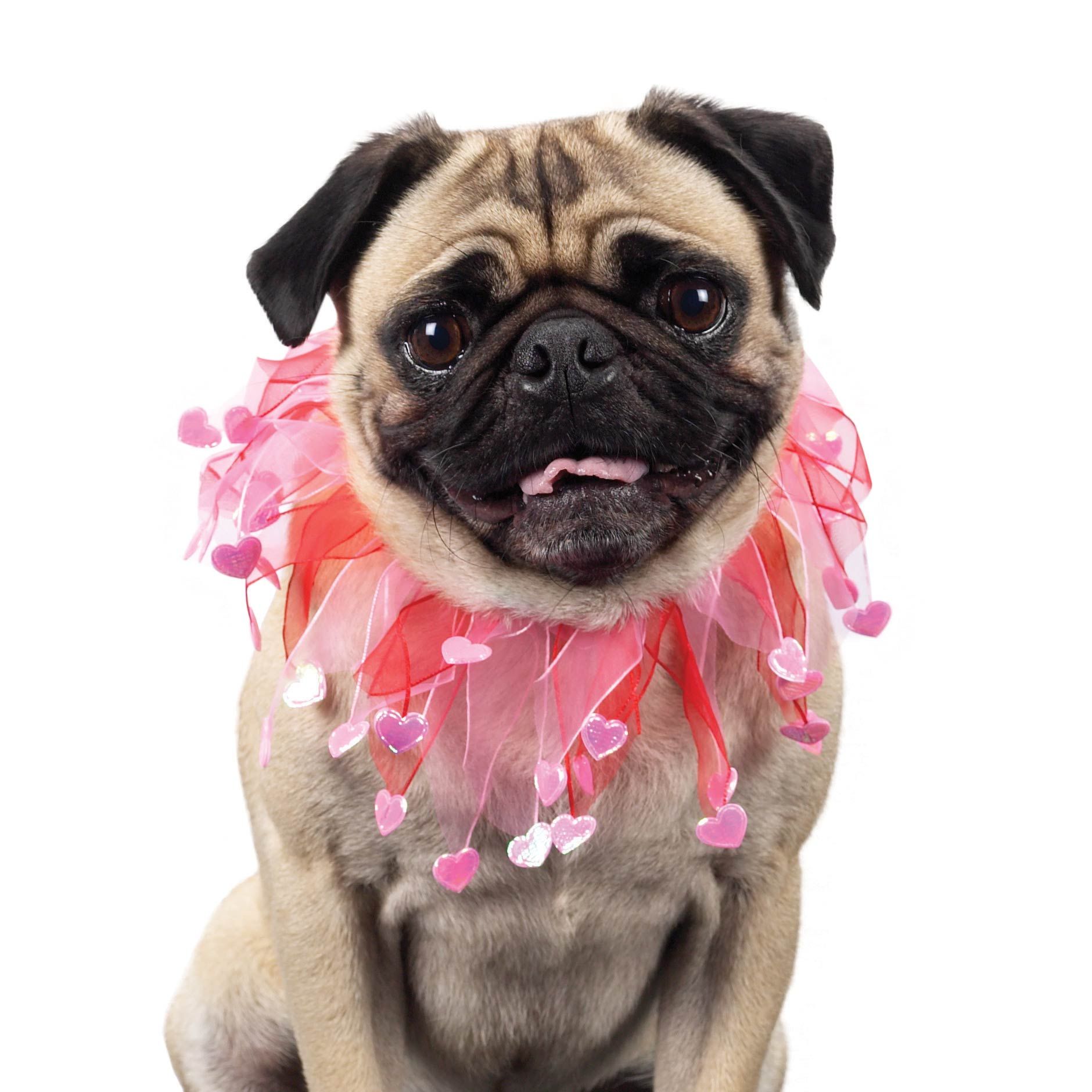 valentine-pug-dog-wallpaper.jpg