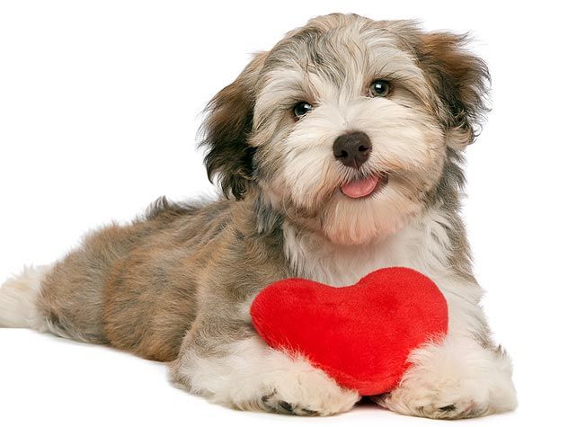 135137092-dog-valentines-day-date-632x475.jpg