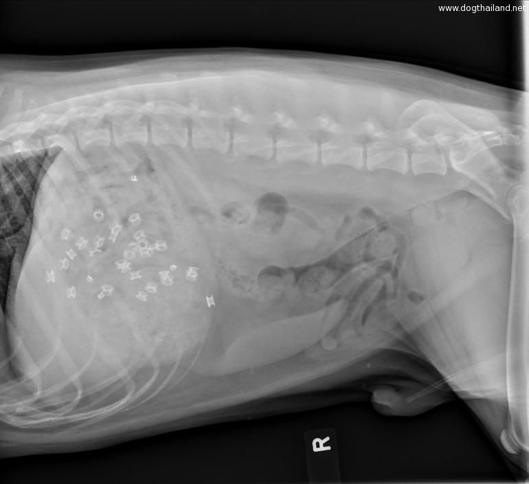 น้องหมาเขมือบท็อปบูต เจ้านาย กินจนท้องอืด ดูสิว่ารอดไหม