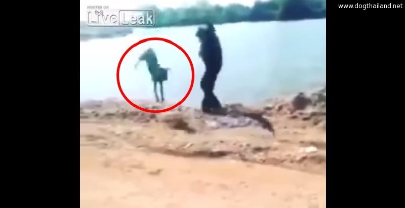 กรรมสนอง!! หนุ่มจะจับสุนัขโยนแม่น้ำ สุดท้าย.....?