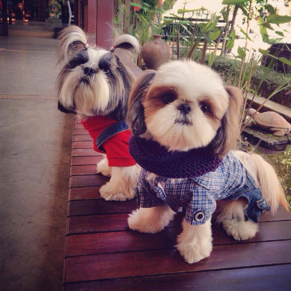 เสื้อผ้าสุนัข น่ารัก ทั้งสุนัขพันธ์เล็ก พันธ์ใหญ่ แบบสวยมากๆ ราคาไม่แพงรับรองต้องชอบ