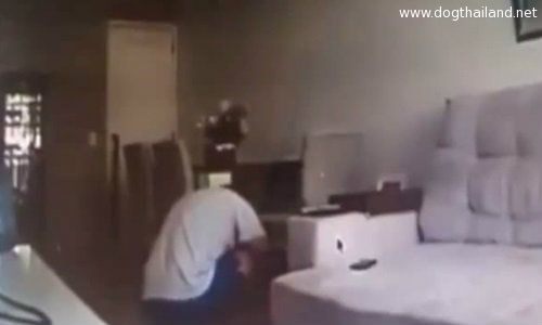 สาวตั้งกล้องดูสุนัข แต่ช็อคจับภาพเมื่อแฟนของเธอกับทำเรื่อง !! มีคลิป