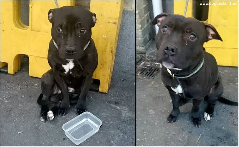 หมาโดนทิ้ง น่าเวทนา! เจ้าตูบนั่งน้ำตาซึม ร้องไห้ หลังโดนเจ้านายปล่อยทิ้งสถานีรถไฟ