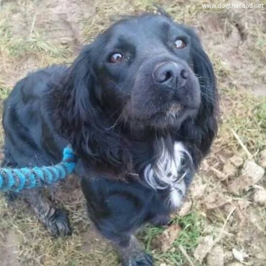 เด็ก 4 ขวบเขียนจดหมายถึงโจรขโมยหมา ขอหมาผมคืน ซึ้งมาก โจรอ่านจะว่างัย!