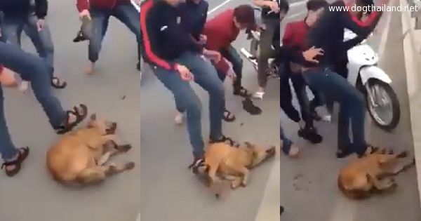 รังแกหมา แก๊งโจ๋ใจทราม ยกพวกรุมกระทืบสุนัขไร้ทางสู้ เลว