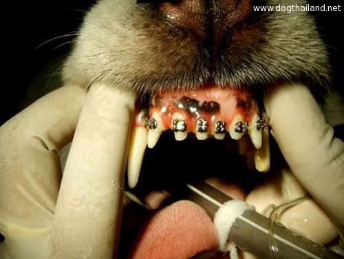 น้องหมาจัดฟัน ได้ด้วย นะเออ รู้ยังจะจัดฟันได้ก็ต่อเมื่อ