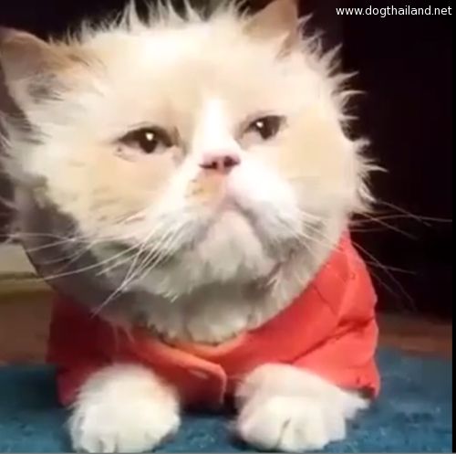 คลิปแมวน่ารัก คลิปเจ้าเหมียวขนฟูเต้นท่ามูนวอล์ค เลียนแบบไมเคิล แจ็คสัน