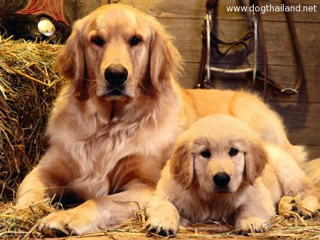 goldenretrieverfamilyportraitphoto.jpg